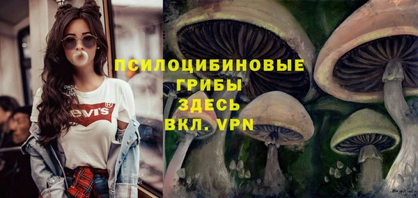 стаф Медногорск